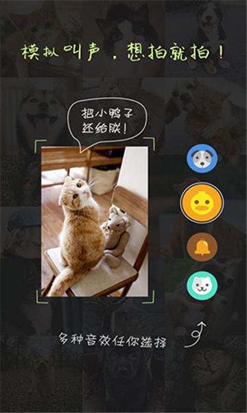 萌宠相机截图1