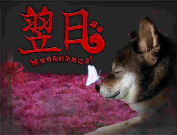 翌日波奇狗的歷險記截圖1