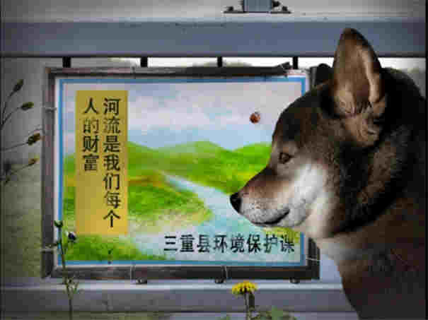 翌日波奇狗的歷險記截圖2